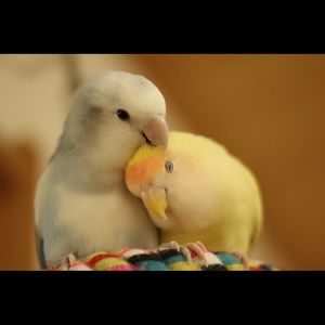 Meet your Posher, Joanna